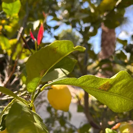 Akamas Bayview Lägenhet Neo Chorio