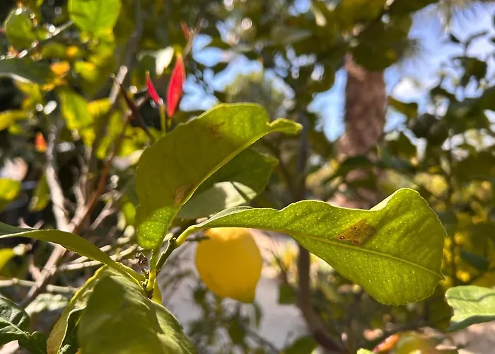 Akamas Bayview Daire Neo Chorio